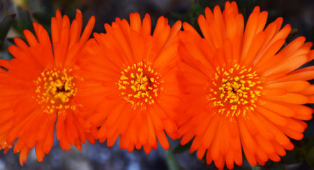 Close up of beautiful orange trailing ice plant blossomsの写真素材