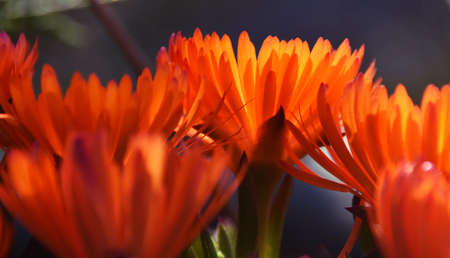Close up of beautiful orange trailing ice plant blossomsの写真素材