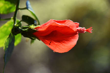 Close up of a Red Chily Hibiscus blossomの写真素材