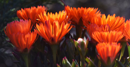 Close up of beautiful orange trailing ice plant blossomsの写真素材