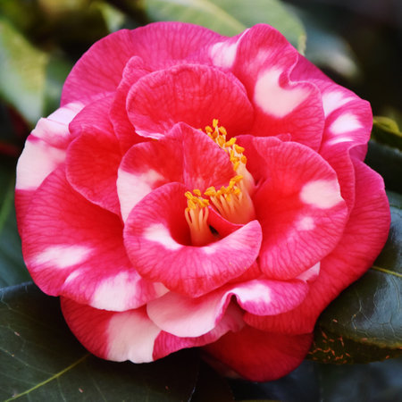 Close up of a pink Camellia japonica blossomの写真素材