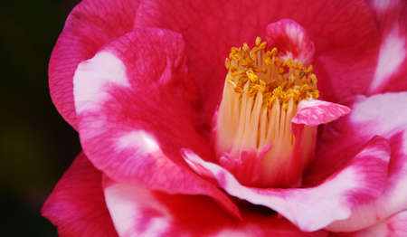 Close up of a pink Camellia japonica blossomの写真素材