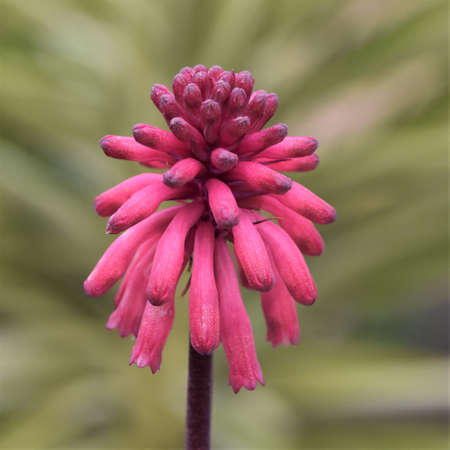 close up of a pink winter lily blossomの写真素材