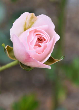 Close up of a beautiful pink Roseの写真素材