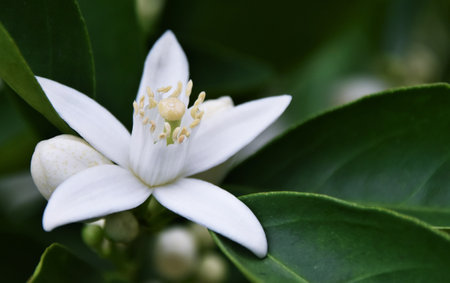 Close up of a white Orange blossomの写真素材