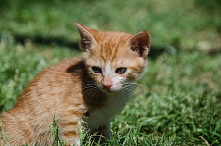 Cat baby in the meadowの写真素材