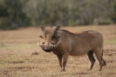 Warthogの写真素材