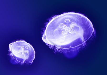 Jellyfishes in the sea in Spainの写真素材