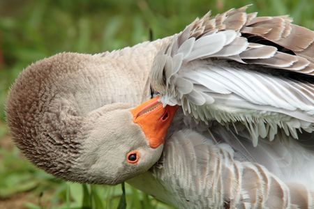 Wild duck getting wash in the countrysideの写真素材