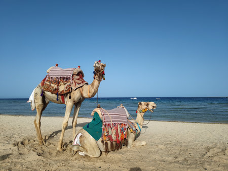 domestic dromedary, camel in the desert in exotic landの写真素材