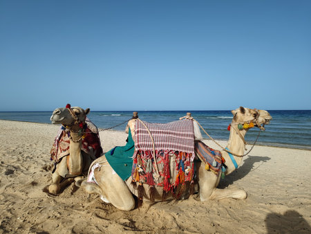 Camels on the beach in Egypt, Sharm El Sheikh.の写真素材