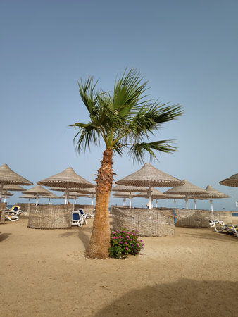 Beach with palm trees and umbrellas in Hurghada, Egyptの写真素材