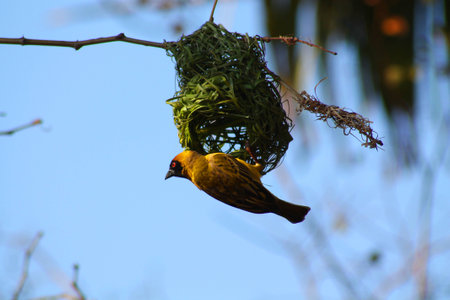 Yellow finch building a nestの写真素材