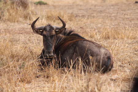 Blue Wildebeest having a restの写真素材