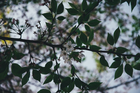 Flowering branch of apple tree in spring, close-upの写真素材