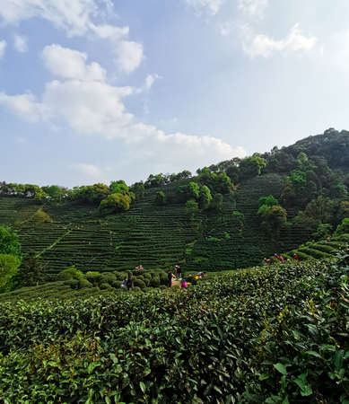 Longjing Village, Hangzhouの写真素材