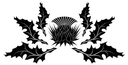 Thistle ornament on white backgroundのイラスト素材