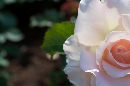 Pink rose in a garden, macro, sunny dayの写真素材