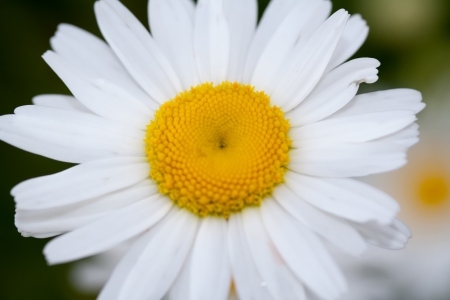 Camomile flower macro shot, wild camomileの写真素材