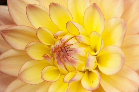 Yellow dahlia macroの写真素材