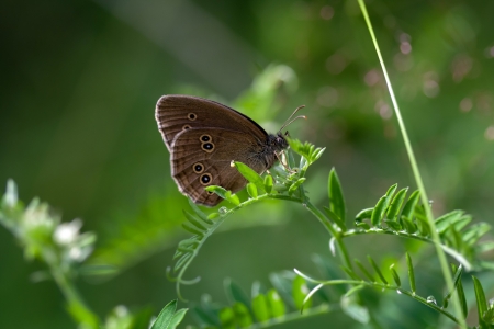 Brown butterfly sitting on wildflowerの写真素材