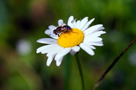Wasp sitting on wild flowerの写真素材