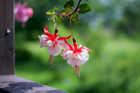 Red and white fuchsia flowers, outsideの写真素材