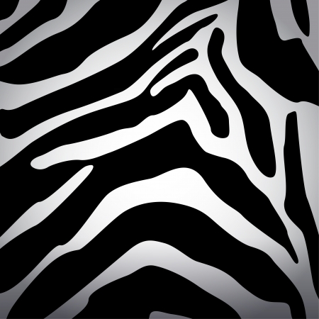 Vector zebra texture backgroundのイラスト素材