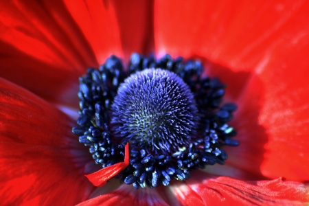 Anemone coronaria  or poppy anemone, Spanish marigoldの写真素材