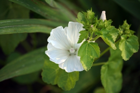 White Alcea, commonly known as hollyhocksの写真素材