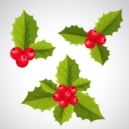 Ilex aquifolium decor, also known Christmas holly or European hollyのイラスト素材