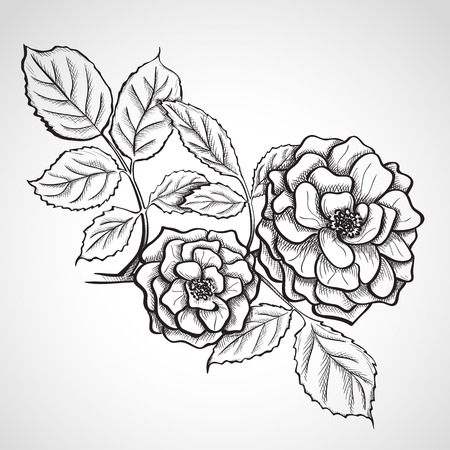 Sketch rose branch, hand drawn, ink styleのイラスト素材