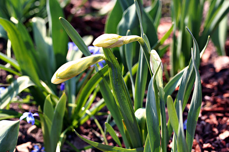 Yellow Narcissus flowers in gardenの写真素材