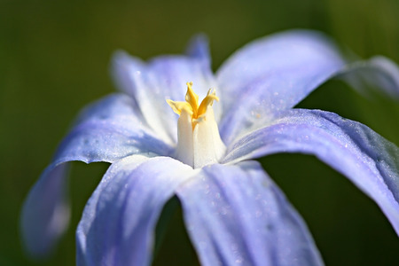 Flowering Scilla luciliae in gardenの写真素材