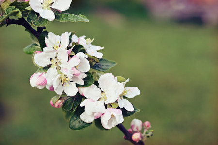 Apple flowers, retro photo filter effectの写真素材