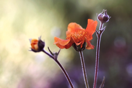 Geum coccineum also known as avens, retro photo filter effectの写真素材