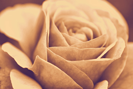 Rose macro, retro photo filter effectの写真素材
