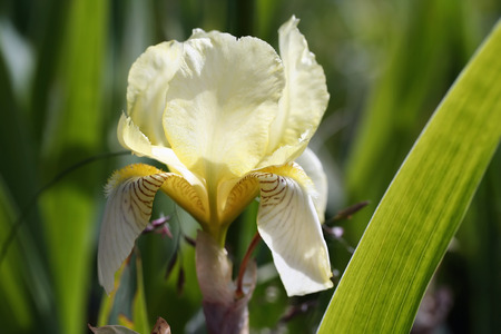 Iris flower in garden, macro