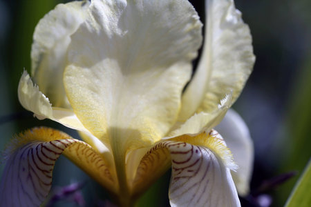 Iris flower in garden, macro