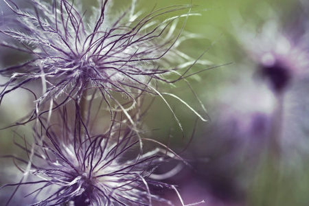 Pulsatilla vulgaris (pasque flower, pasqueflower) seedhead in gardenの写真素材