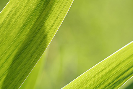 Abstract iris leaf background, solf selective focusの写真素材