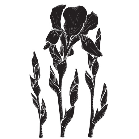 Sketch iris flowers, hand drawn, ink styleのイラスト素材