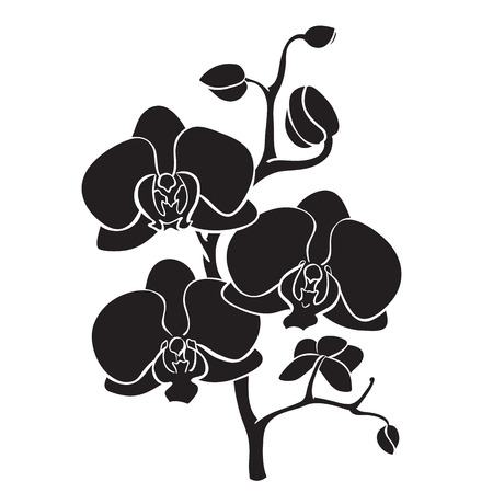 Silhouette orchid branchのイラスト素材