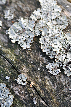 Hypogymnia physodes on tree trunkの写真素材