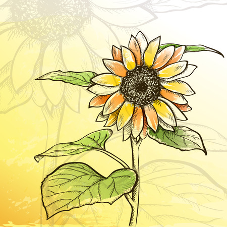 Sketch sunflower background, hand drawn flowerのイラスト素材