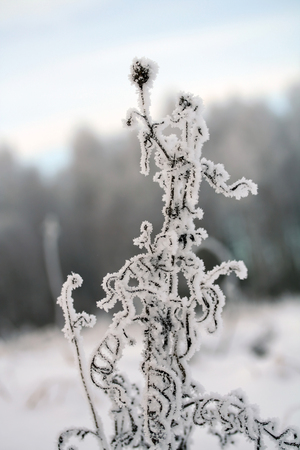 Milk thistle stem covered with snowの写真素材