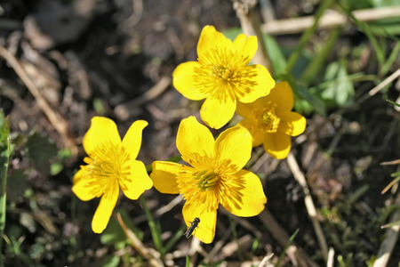 Caltha palustris (marsh-marigold or kingcup) flowers in wet woodland, wild flowerの写真素材