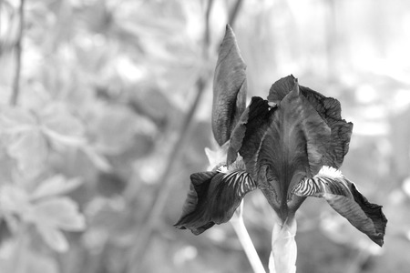 Bearded iris flower in garden, macro. Toned with black&white filter to get effect of retro photoの写真素材