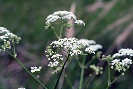 Aegopodium podagraria (ground elder, herb gerard, goutweed) wildflower macro