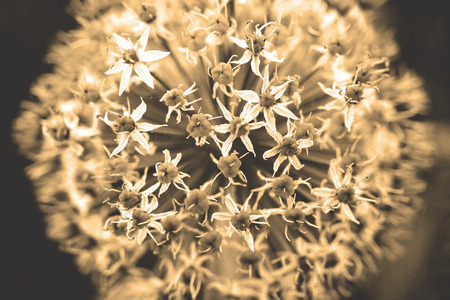 Allium aflatunense 'purple sensation' (Persian Onion). Photo toned with sepia filter and soft noise to get old camera effectの写真素材